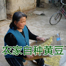 农家自种小黄豆，非转基因豆浆专用可做种子，可发豆芽500克