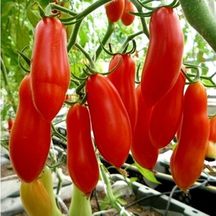 奶油香蕉系列西红柿种子水果番茄种子马蹄嘎啦果农家番茄味道浓郁