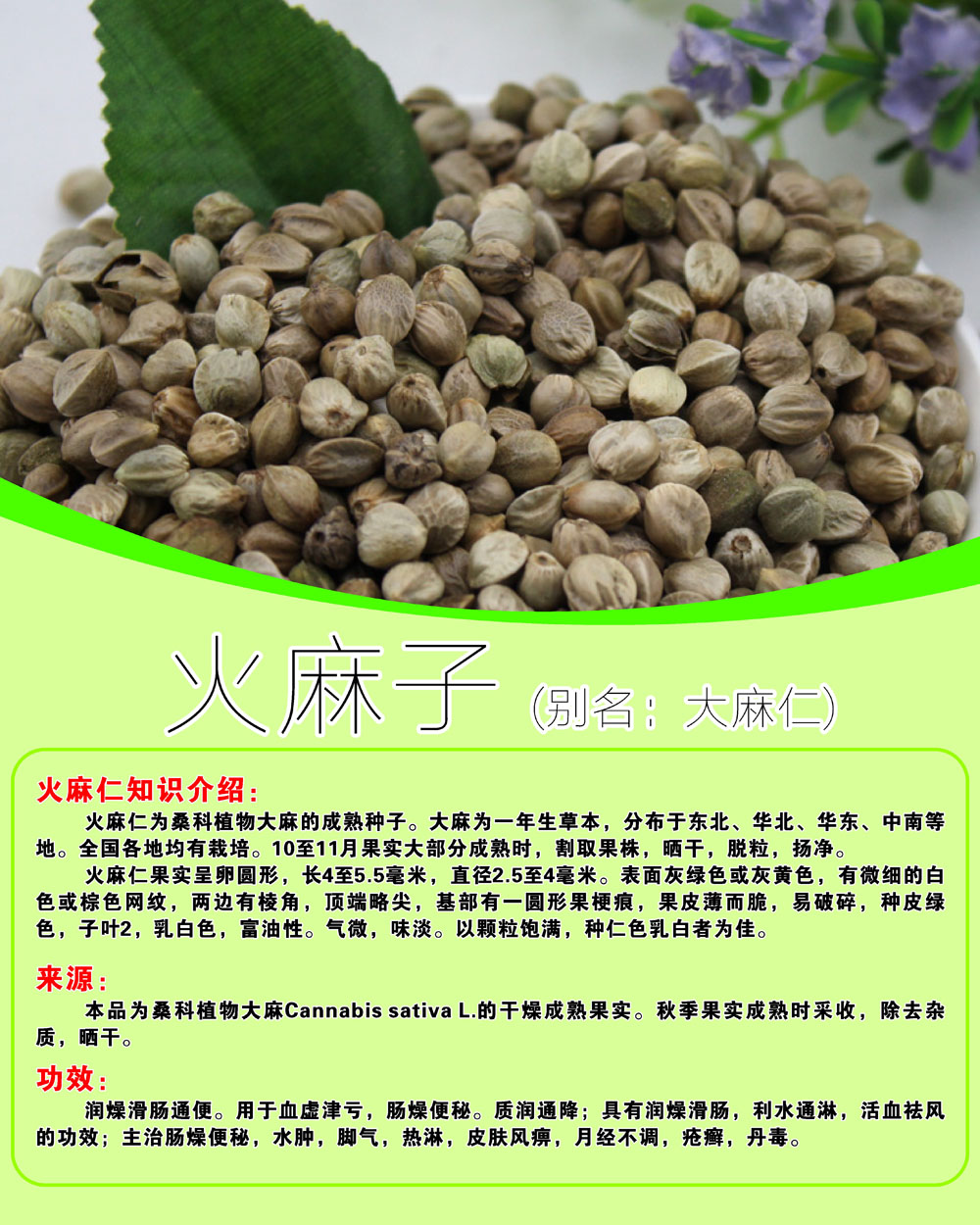 749海报印制展板写真喷绘594火麻子知识介绍来源和功效模板