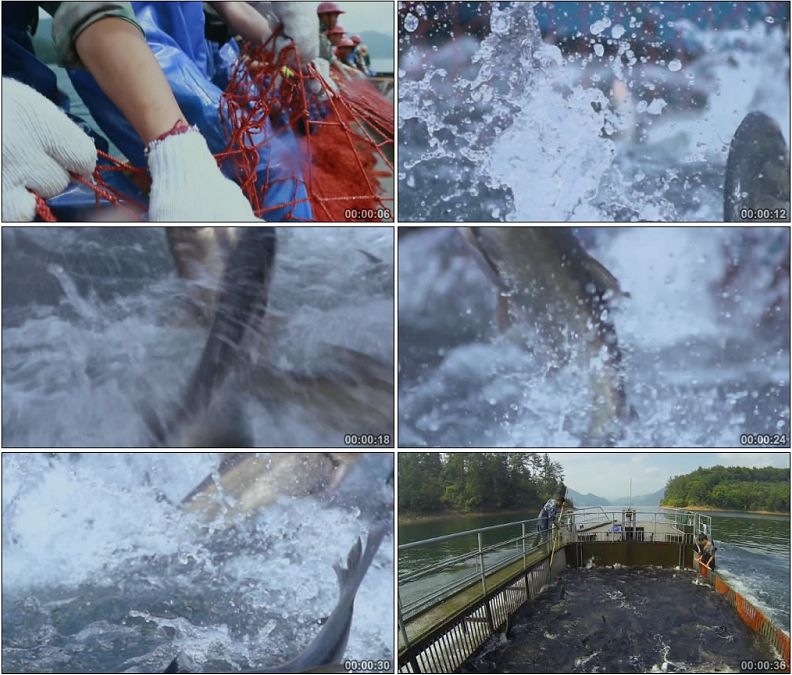 围网捕鱼鱼群翻腾跳出水面渔业高清实拍视频素材