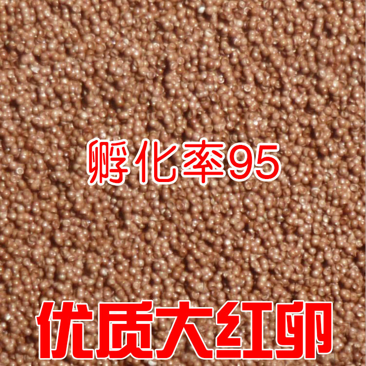 大红卵丰年虾卵丰年虫卵可孵化95%高孵化率卤虫卵小鱼幼鱼开口食|msdalam kategori haiwan peliharaan/makanan haiwan dan bekalan, Aquarium World, makanan ikan hiasan - dari Buy2taobao.com untuk memberikan perkhidmatan ejen Taobao profesional membeli