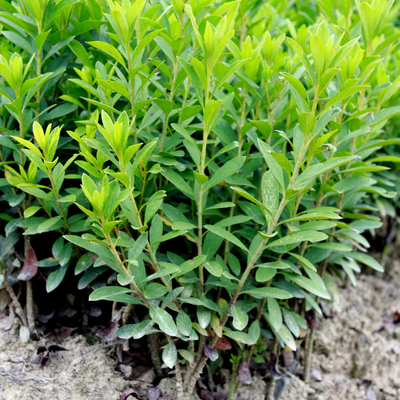 杜鹃花盆栽苗毛映山绿化工程