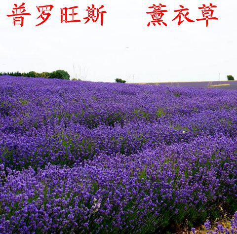 薰衣草种子春播草坪种子花种子花卉普罗旺斯香草种子包邮草花种子