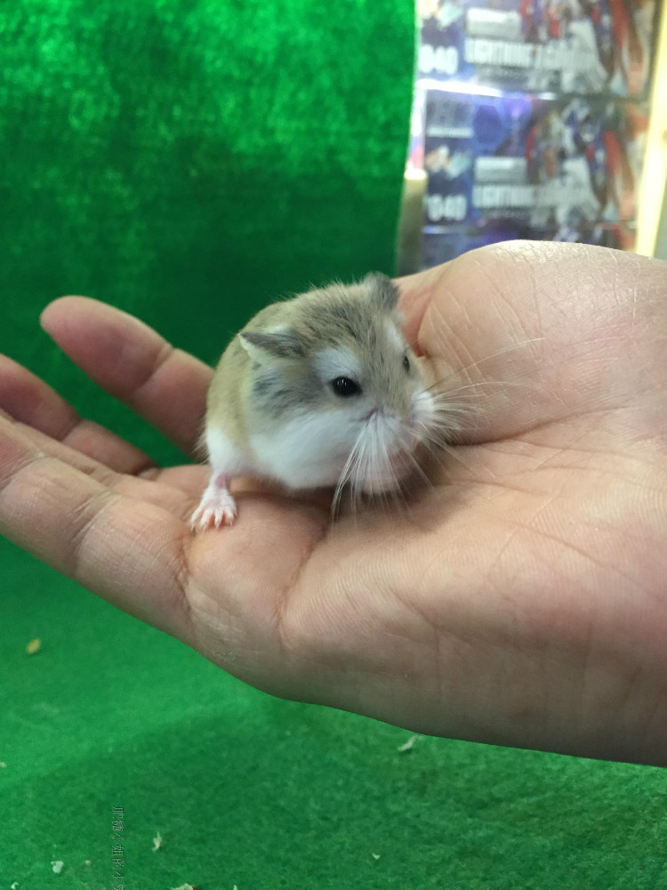 活体仓鼠 老公公一个月大 公母备注 仅限广东省内