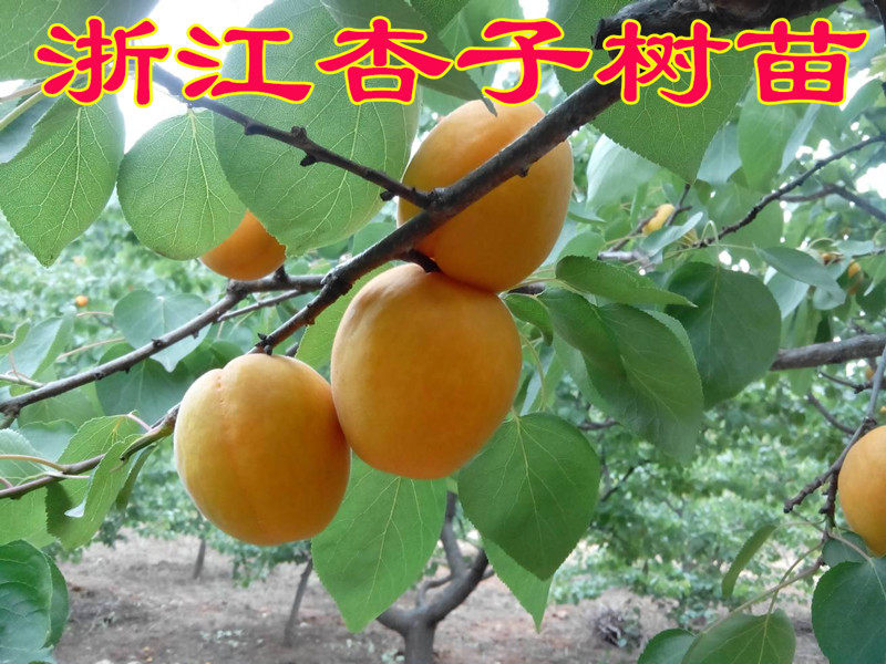 浙江骆驼黄杏树苗 杏子嫁接苗 杏梅苗 杏子树苗果树