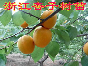 浙江骆驼黄杏树苗 杏子嫁接苗 杏梅苗 杏子树苗果树