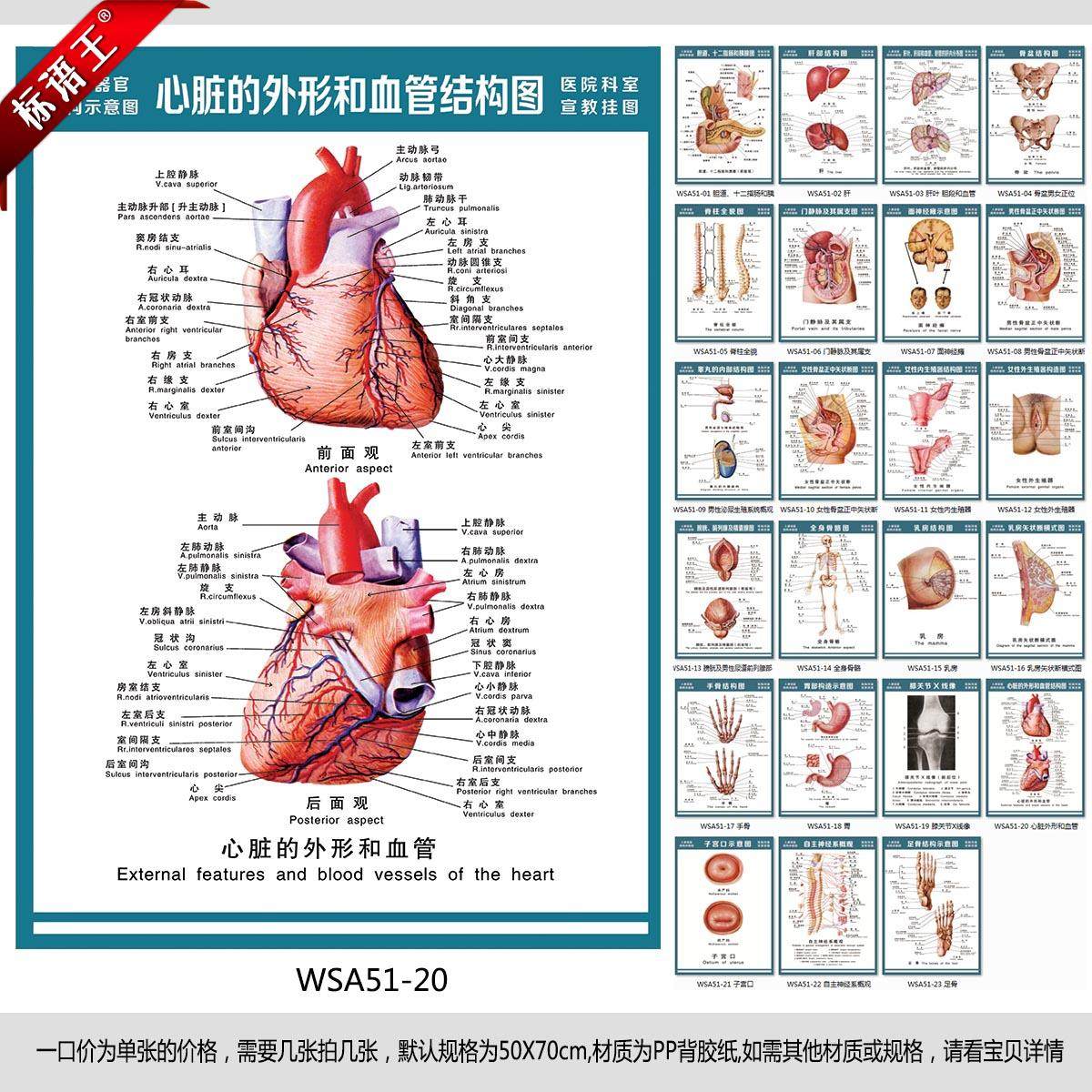 医院科室宣传画挂图人体解剖图心脏外形和血管结构图墙贴画wsa51