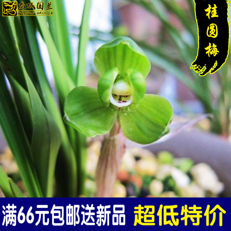 春兰老八种 桂圆梅 梅瓣浓香好养兰花苗特价办公室内花卉包邮绿植