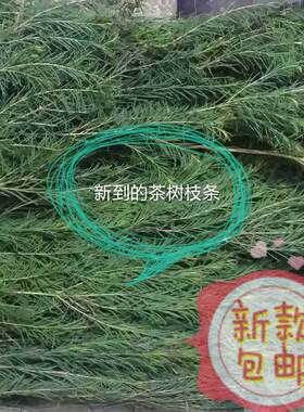 优果儿澳洲茶树饱和纯露sha菌消,yan收敛调节油脂500ML包邮