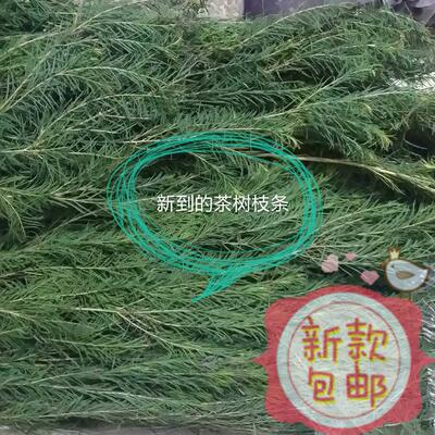 优果儿澳洲茶树饱和纯露sha菌消,yan收敛调节油脂500ML包邮