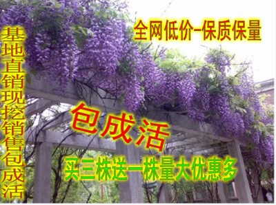 庭院植物大苗多花紫藤送一株