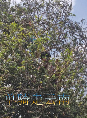 云 起舞蓝色苍穹 醉 千岁明前古树 一茶足以 2015臻味古稀普洱