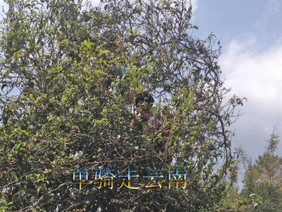 蓝色苍穹千岁明前臻味普洱古树