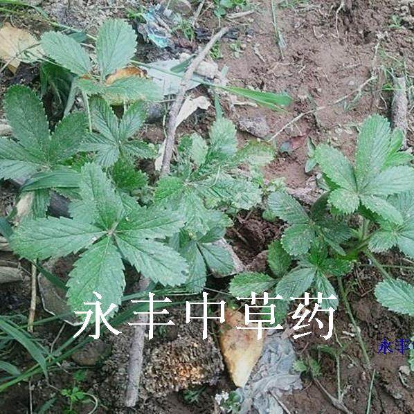 野生蛇含草 紫背龙牙 五爪龙 委陵菜 五叶蛇莓