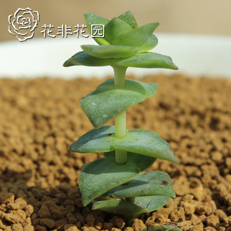 花非花园-多肉植物-绿色 植物 桌面阳台 防辐射【十字星】批