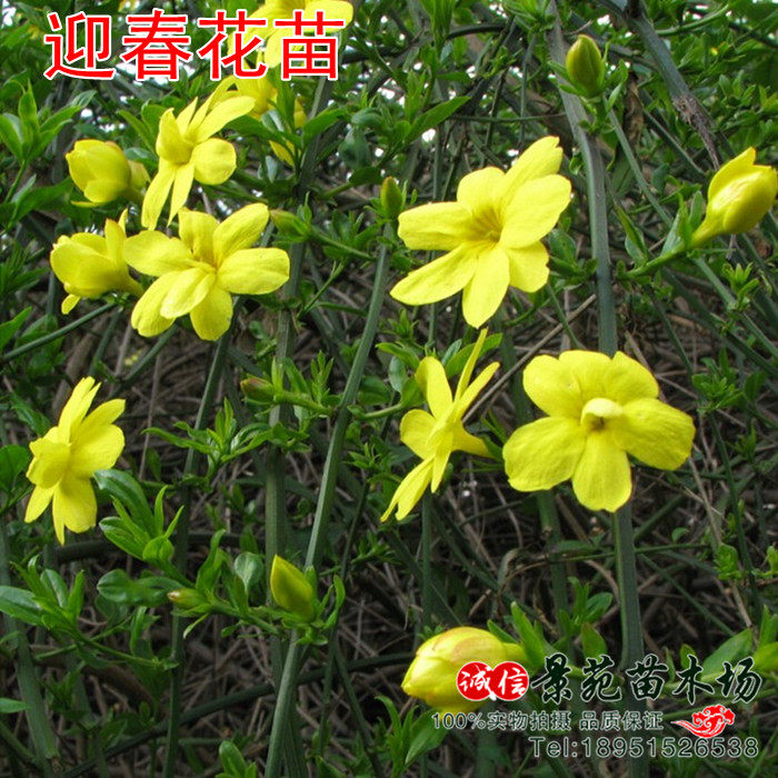 垂吊 攀援花卉 迎春花苗 云南黄馨 云南迎春苗瀑布般的迎春花苗