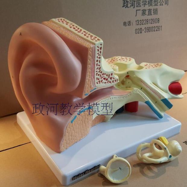 5倍放大耳解剖模型 耳朵放大教学模型 大耳解剖器官耳朵构造 模型
