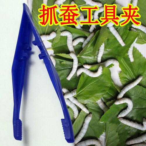 饲养清结卫生筷子蚕宝宝