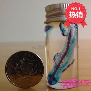 创意人气礼物东方蝾螈透明染色骨骼动物标本非活体工艺品礼品摆件