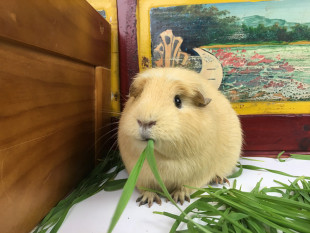 进口英短冠毛纯奶油黄，大黒眼冠毛豚鼠 荷兰猪 垂耳MM（已出）