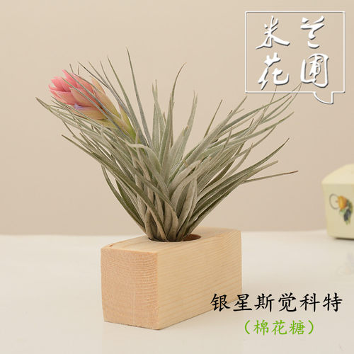 绿植空气凤梨花卉盆栽无土植物