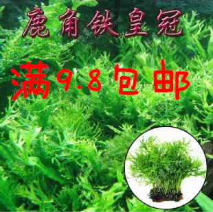 鹿角铁皇冠（一块）40至60片叶 水草 中前景鱼缸水草造景 可捆绑