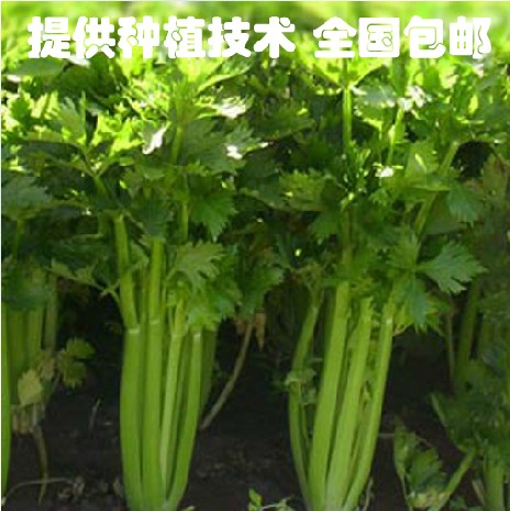 四季高产量芹菜种子西芹种籽耐寒
