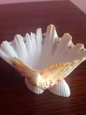 Natural shell lotus leaf snail creative new shell ashtray multi-meat potted festival to send boys friends gifts