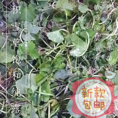 优果儿积雪草饱和纯露500ml一瓶包邮
