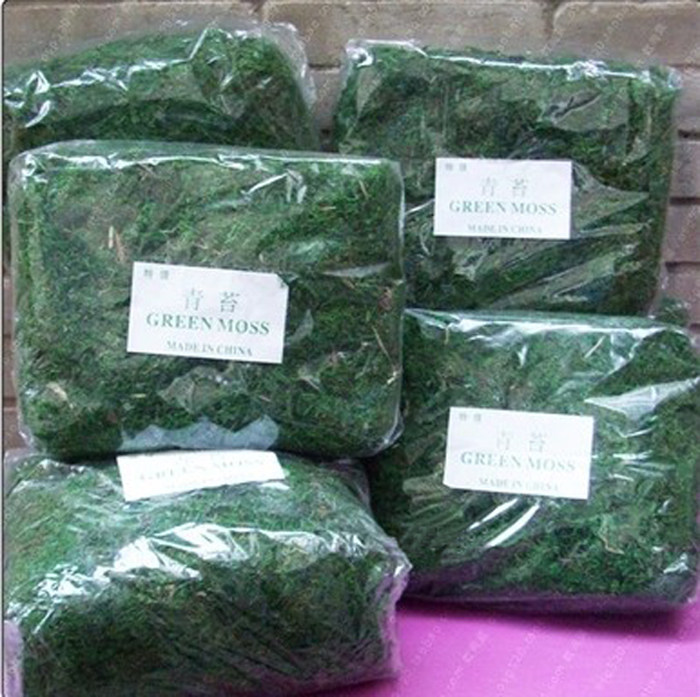 纯天然仿真盆栽绿化遮盖青苔特价
