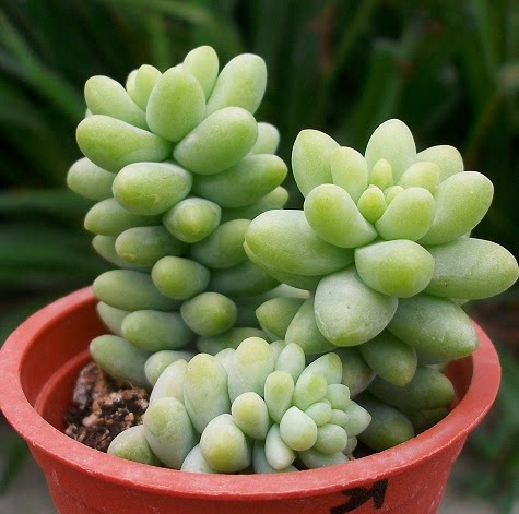 新玉缀状态佳肉肉特价植物