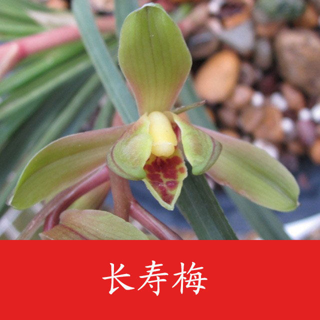 正品高档大气兰花蕙兰梅瓣长寿梅易养活易来芽盆栽 花 免邮