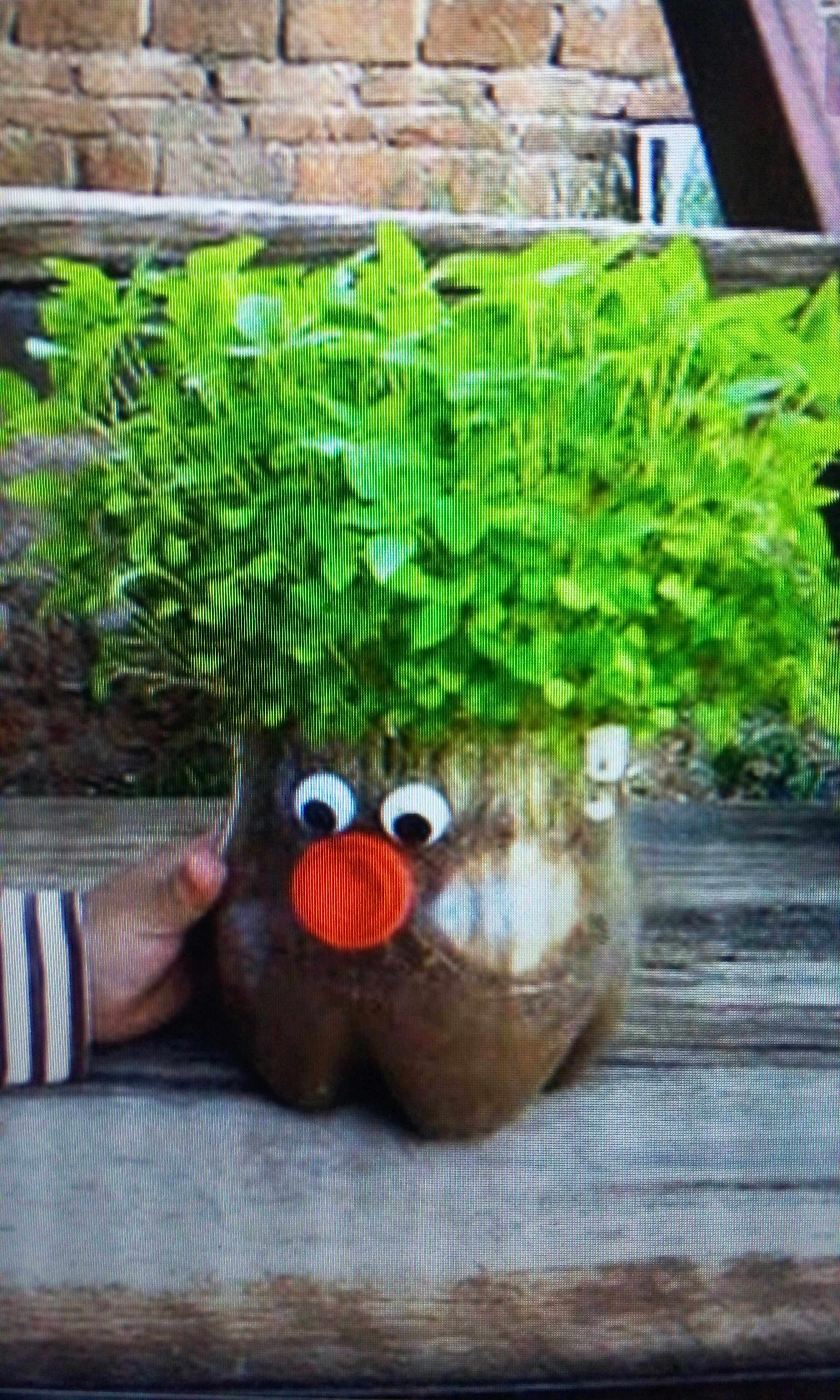 塑料瓶手工 环保 手工水栽 水培植物 废物利用水栽 种花种草