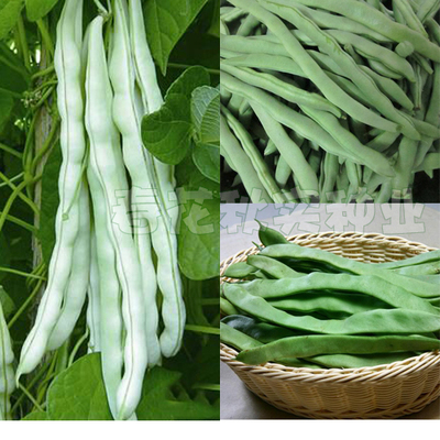 九粒白青阳台盆栽大田四季扁芸豆