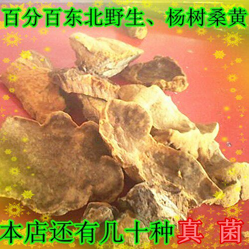 东北野生杨树桑黄 树黄 来自长白山脉 桑黄 250克包邮