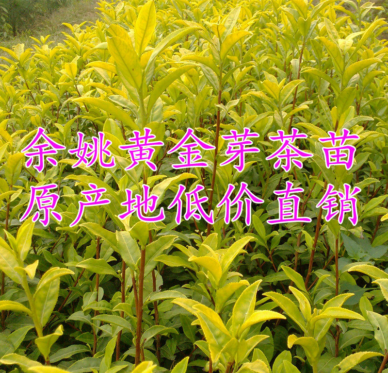 余姚黄金芽茶苗 浙江黄金叶茶树苗黄金龙井茶苗 茶叶树苗金黄色