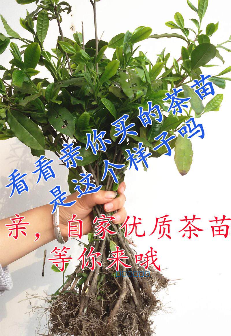 18元自动包邮茶树西湖龙井茶叶树苗 铁观音茶苗 黄金芽茶苗绿茶