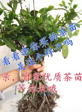 18元自动包邮茶树茶叶树苗