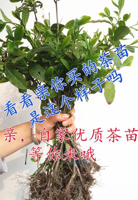 18元自动包邮茶树茶叶树苗