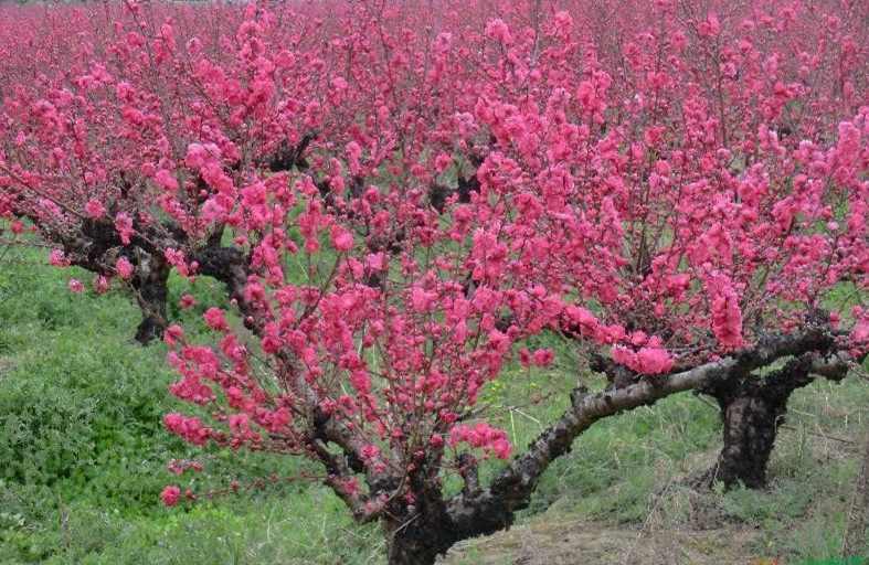 湖南产地直销优价供应绿化苗木庭院景观花桃树苗2017年特价包邮