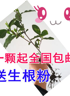 西湖龙井茶叶包邮铁观音茶