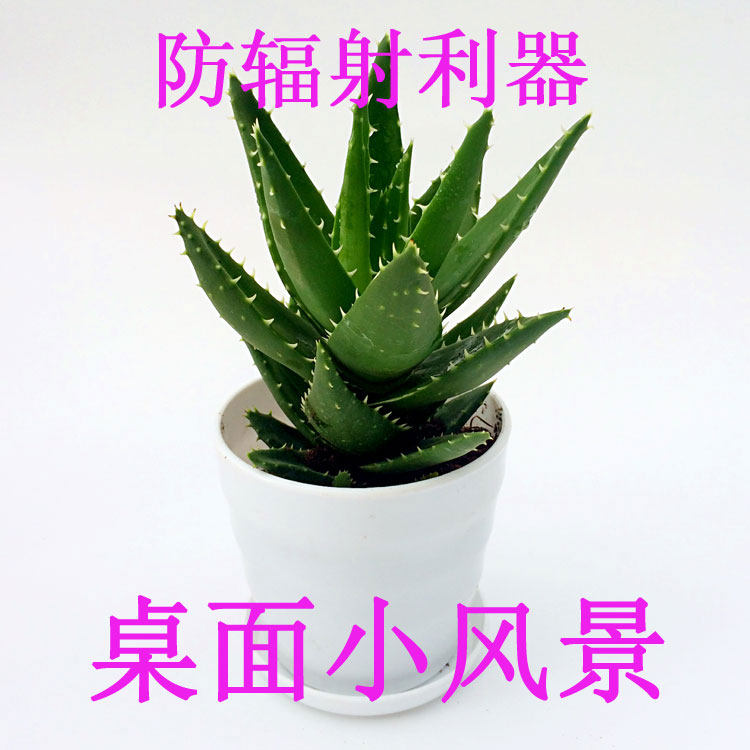 不夜城芦荟苗桌面创意盆栽绿植植桌面绿植