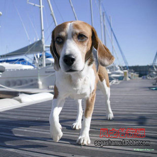 ps设计素材动物图库 狗狗 名犬 宠物狗高清壁纸图片收藏 430张