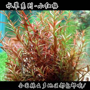 真水草~水族水草~鱼缸水族箱造景水草~小红梅水草