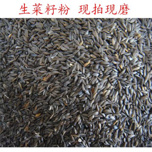 现磨东北熟生菜籽粉黑白生菜子原粉可搭配黄瓜籽粉500克生菜籽 - 封面