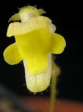 食虫植物-丝叶螺旋狸藻 Genlisea filiformis 高级 稀有