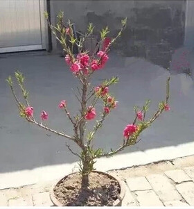 盆景庭院阳台树苗