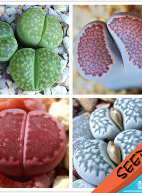 李夫人混合种子 生石花属 Lithops salicola mixed 20粒
