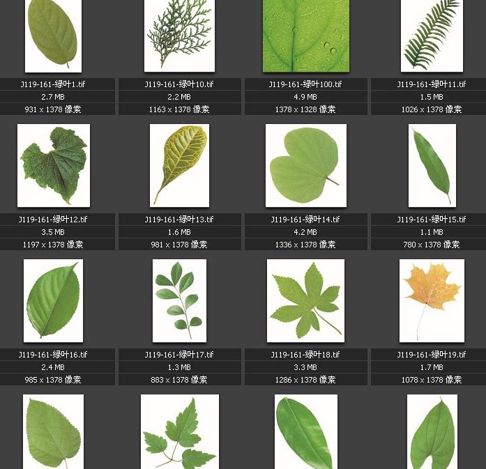 绿叶树叶图片 叶片叶脉 枫叶 黄叶 素材图片