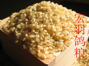 糙米 鹦鹉鸟食 鸟粮/鸽饲料 赛信鸽观赏鸽粮/1斤（只发江浙沪皖）